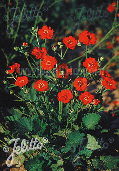 Geum chiloense &