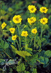 Geum chiloense &