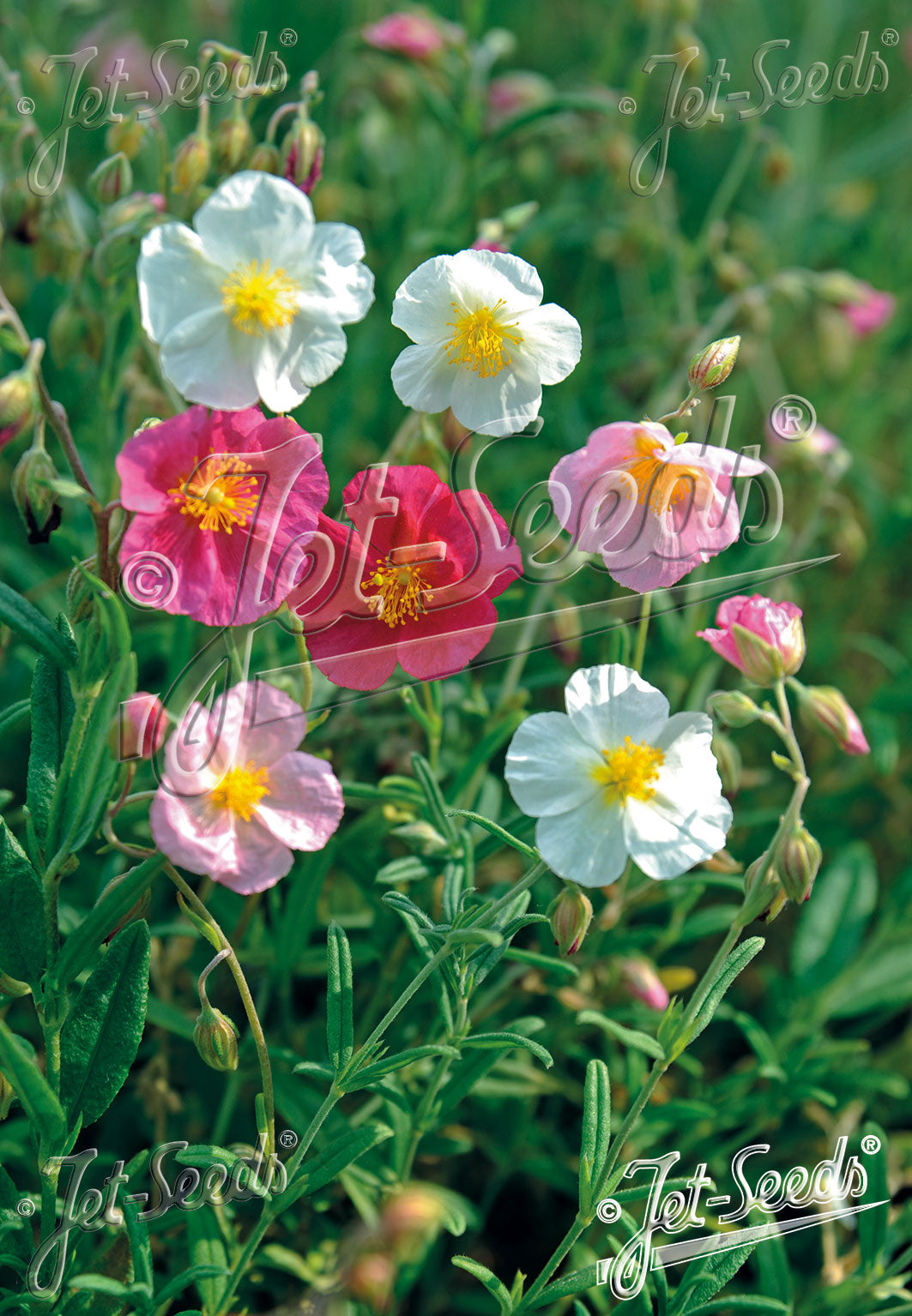 White, pink, and red Helianthemum nummularium f. mutabile, commonly known as rock rose, flowers against a blurred green background.