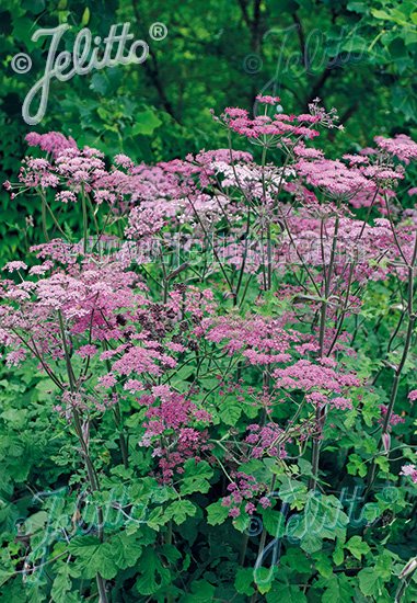 Heracleum sphondylium &