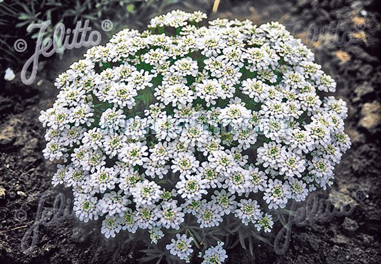 Iberis sempervirens 'Snow Cushion'