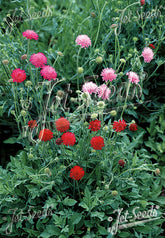 Red and pink Knautia macedonica &