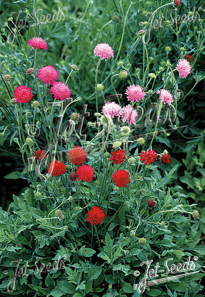 Red and pink Knautia macedonica &