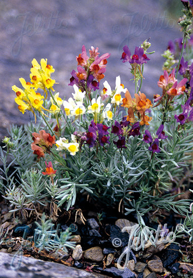 Linaria aeruginea &