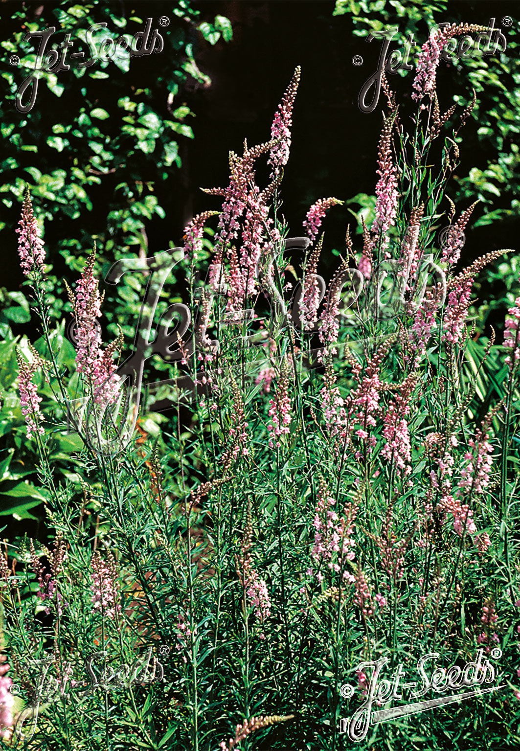 Pink flowering Linaria purpurea &