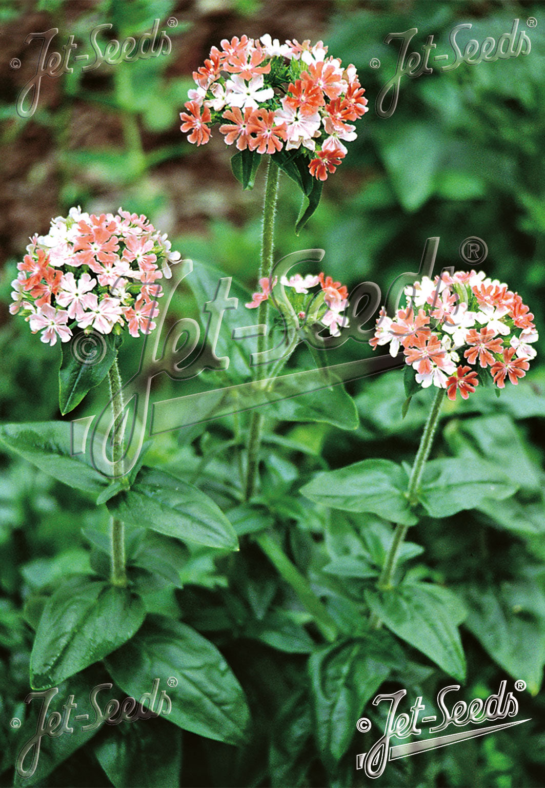 Lychnis chalcedonica &