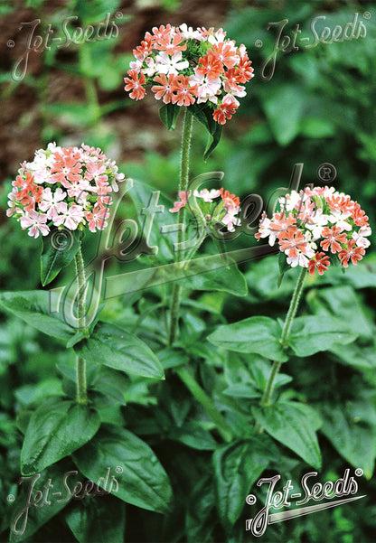 Lychnis chalcedonica &