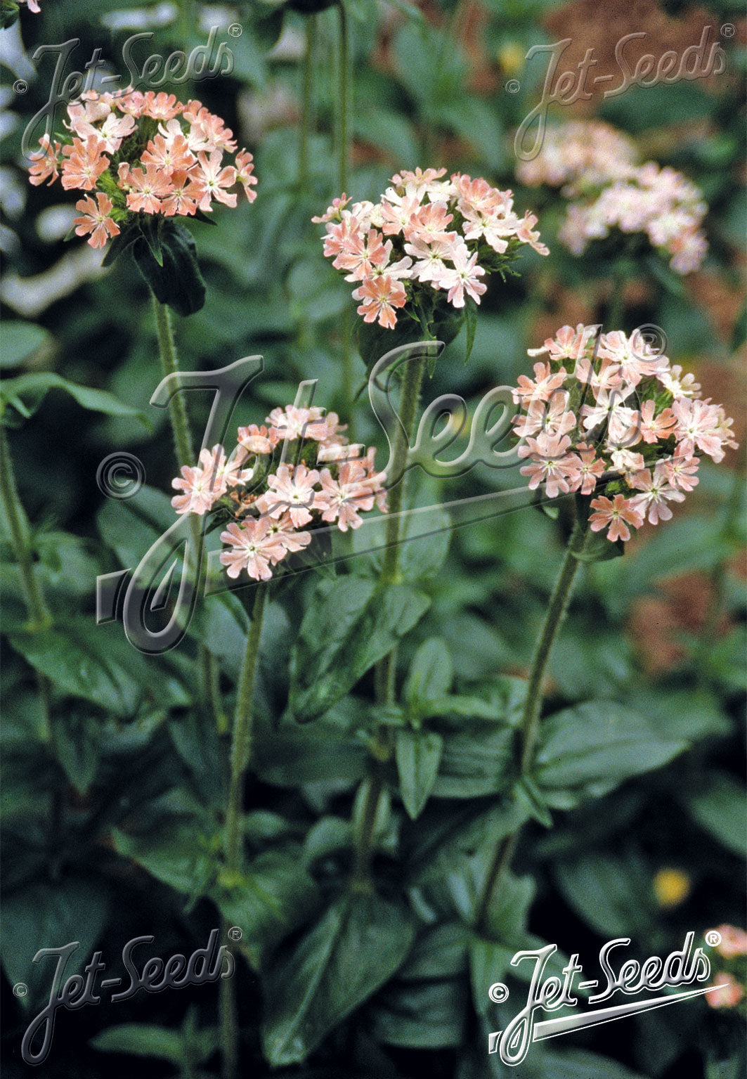 Lychnis chalcedonica &