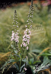 Lysimachia ephemerum (willow-leaved loosestrife)  plant with pink flowers and green leaves on a blurred background