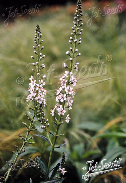 Lysimachia ephemerum (willow-leaved loosestrife)  plant with pink flowers and green leaves on a blurred background