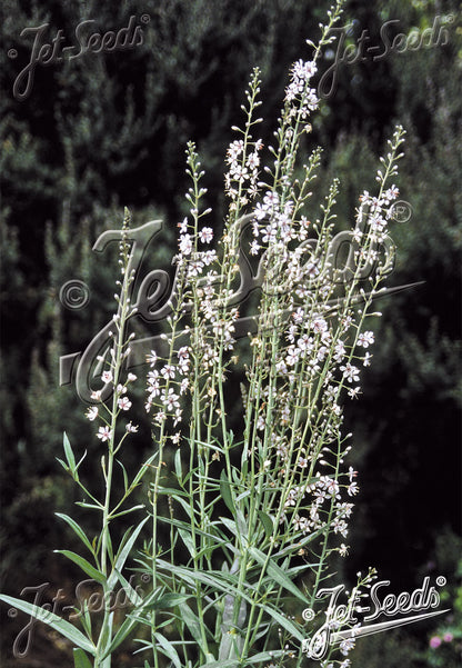 Lysimachia ephemerum (willow-leaved loosestrife) plant with white flowers against a dark background.