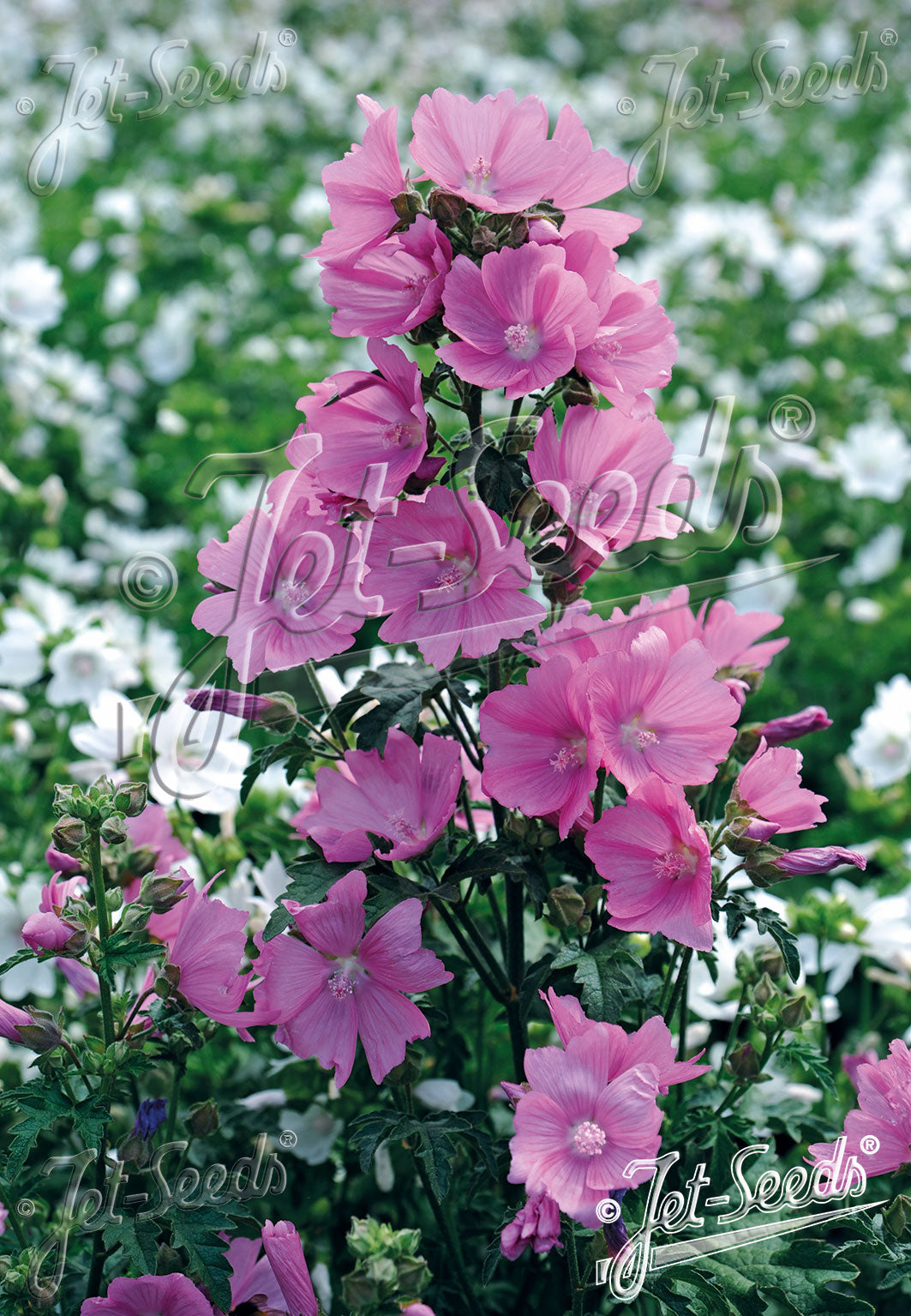 Malva alcea var. fastigiata | hollyhock mallow