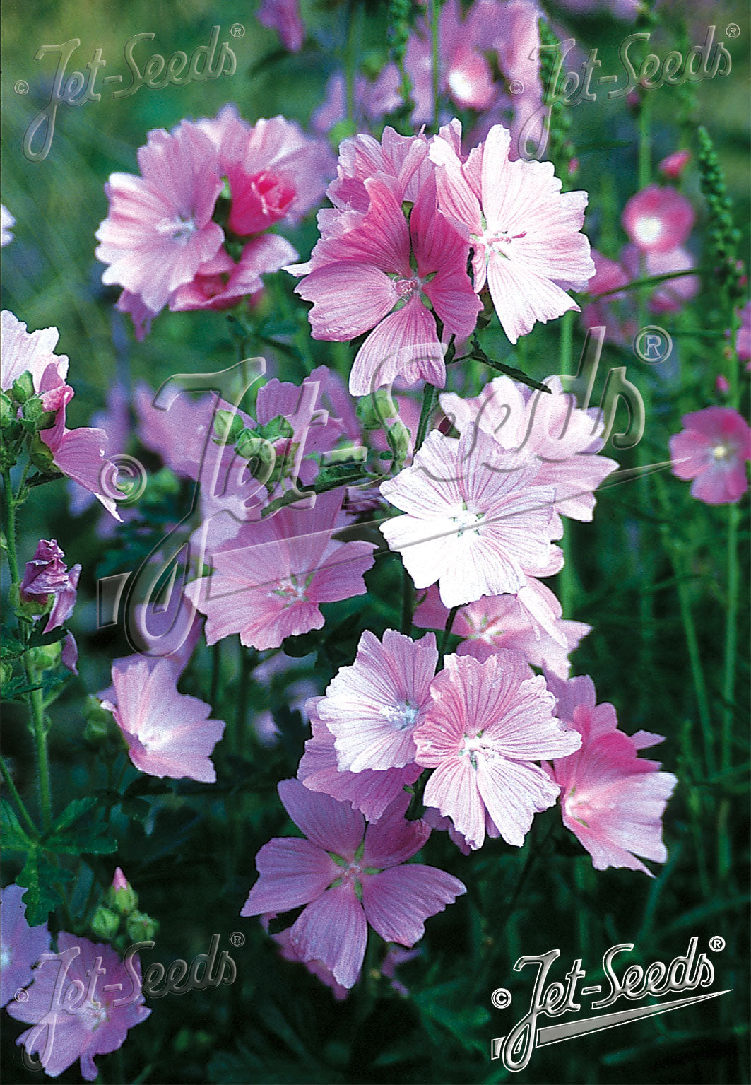 Malva alcea var. fastigiata | hollyhock mallow