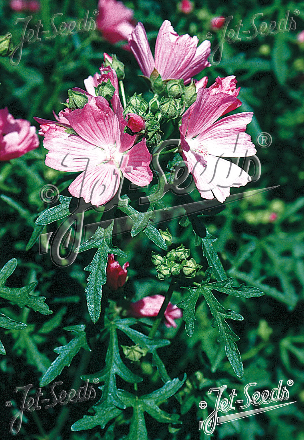 Malva alcea var. fastigiata | hollyhock mallow