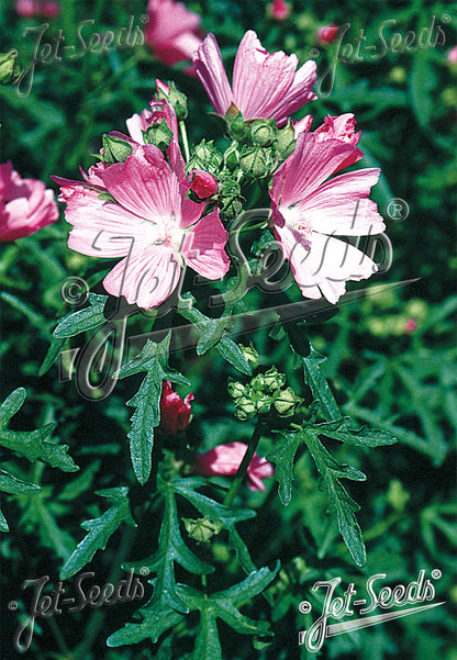 Malva alcea var. fastigiata | hollyhock mallow