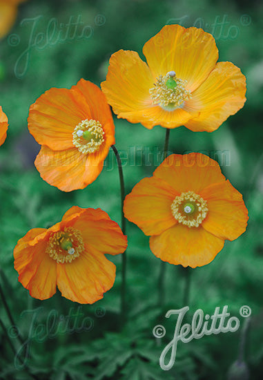 Meconopsis cambrica &