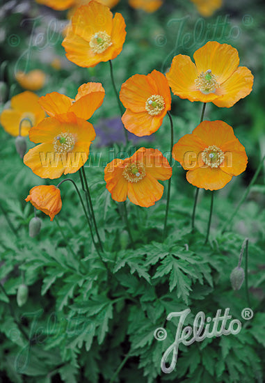 Meconopsis cambrica &