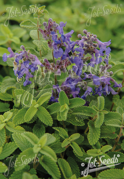 Nepeta racemosa &