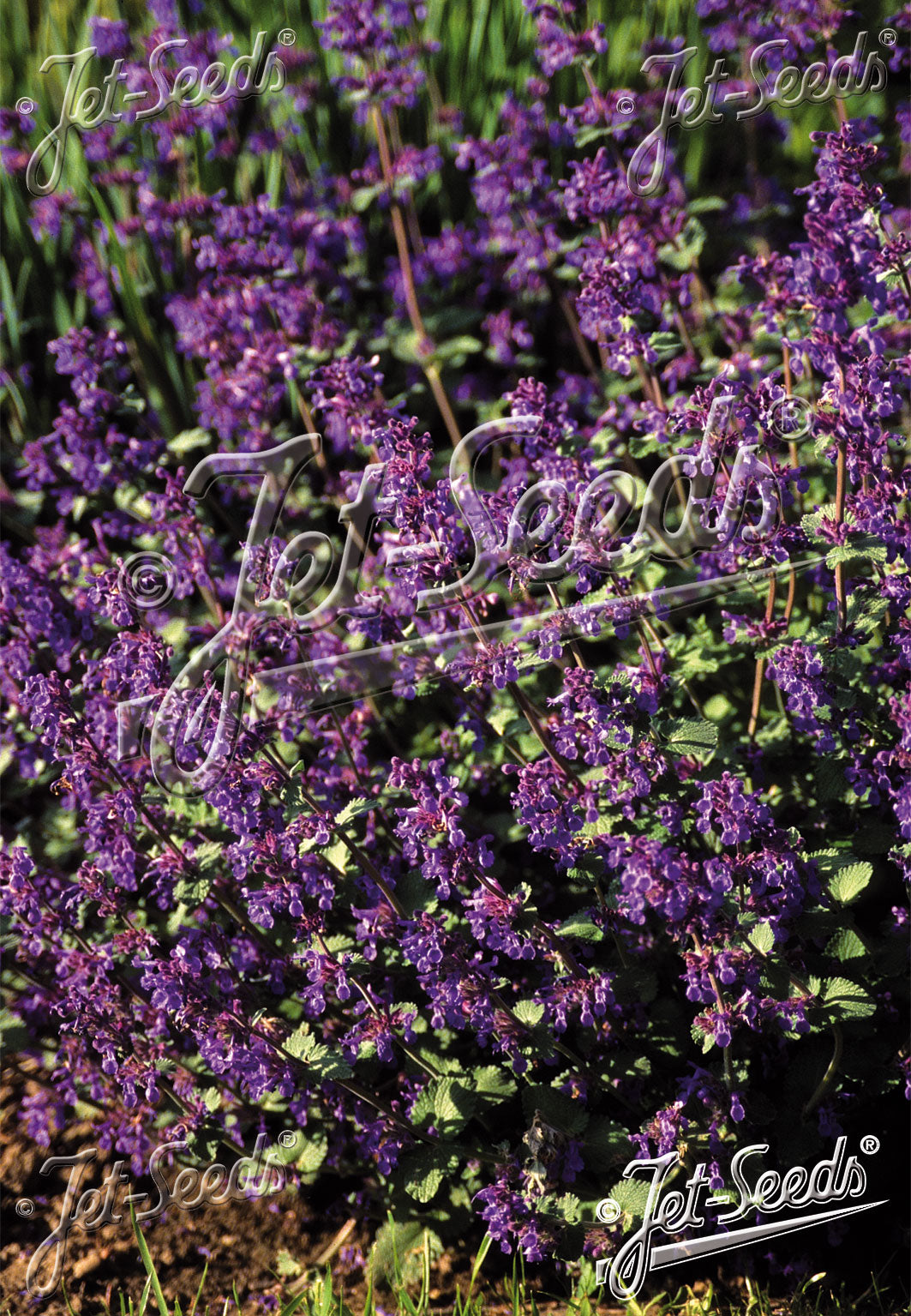 Nepeta racemosa &