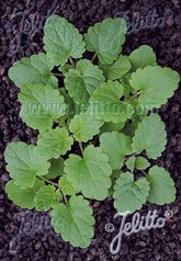 Nepeta cataria ssp. citriodora foliage