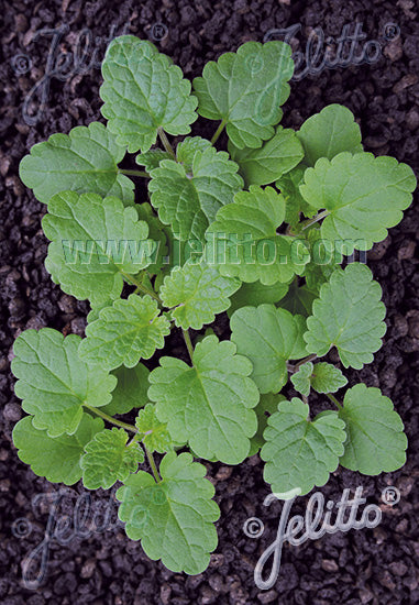 Nepeta cataria ssp. citriodora foliage