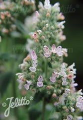 Nepeta cataria ssp. citriodora flowers