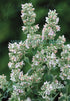 Nepeta cataria ssp. citriodora in bloom 