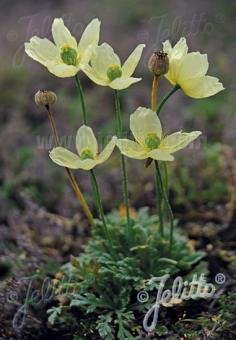 Papaver miyabeanum Pacino&