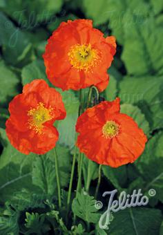 Papaver nudicaule &