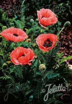 Papaver Orientale-Hybr. &