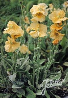 Papaver pilosum ssp. spicatum (Turkish spire poppy)