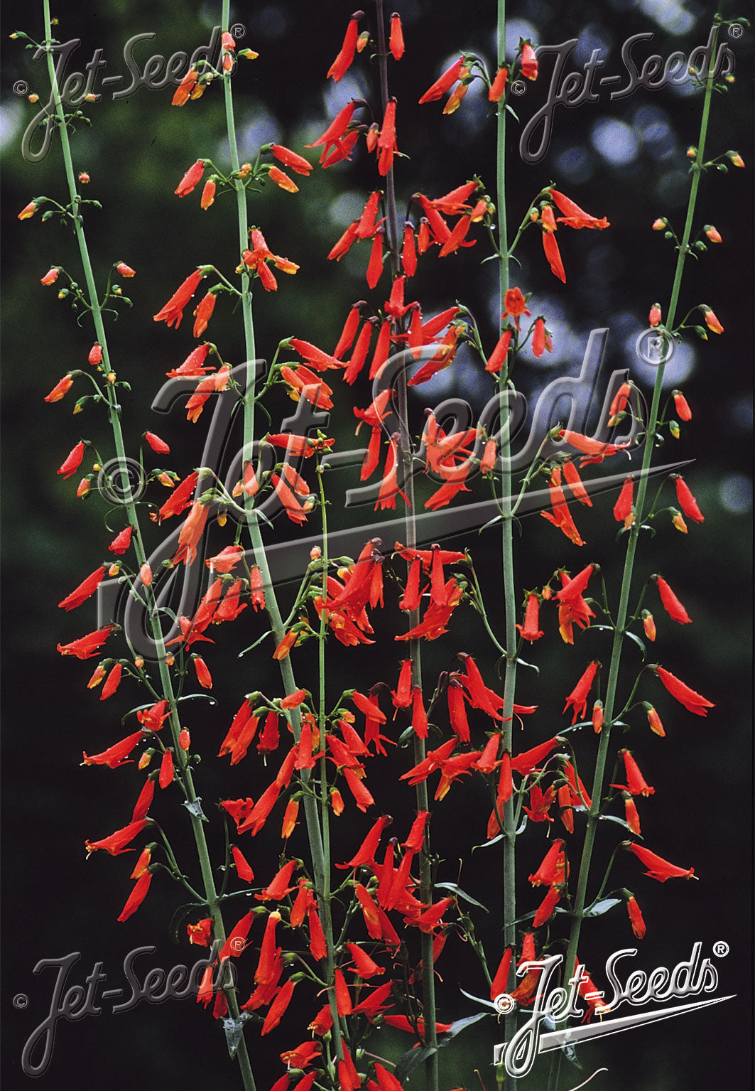 Red flowers on green stems of Penstemon barbatus ssp. coccineus &