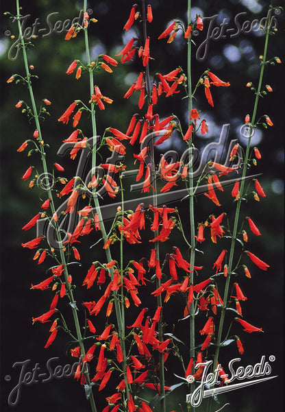 Red flowers on green stems of Penstemon barbatus ssp. coccineus &