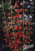Red flowers on green stems of Penstemon barbatus ssp. coccineus &