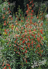 Red flowers of Penstemon barbatus ssp. coccineus &