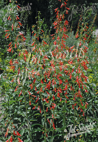 Red flowers of Penstemon barbatus ssp. coccineus &