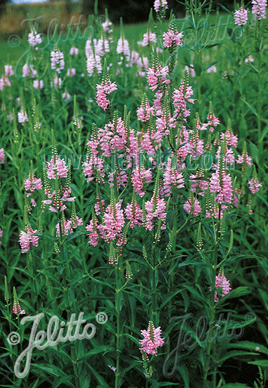 Physostegia virginiana &