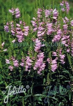 Physostegia virginiana &