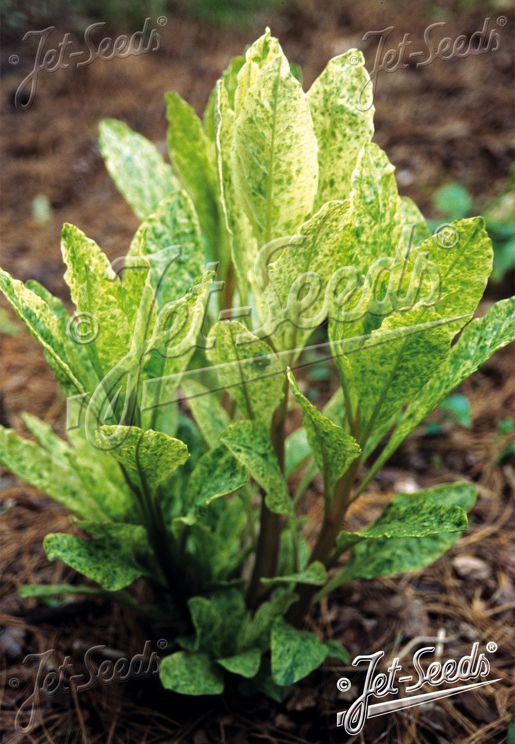 Young green plant with variegated leaves on a brown mulched background, Phytolacca americana &