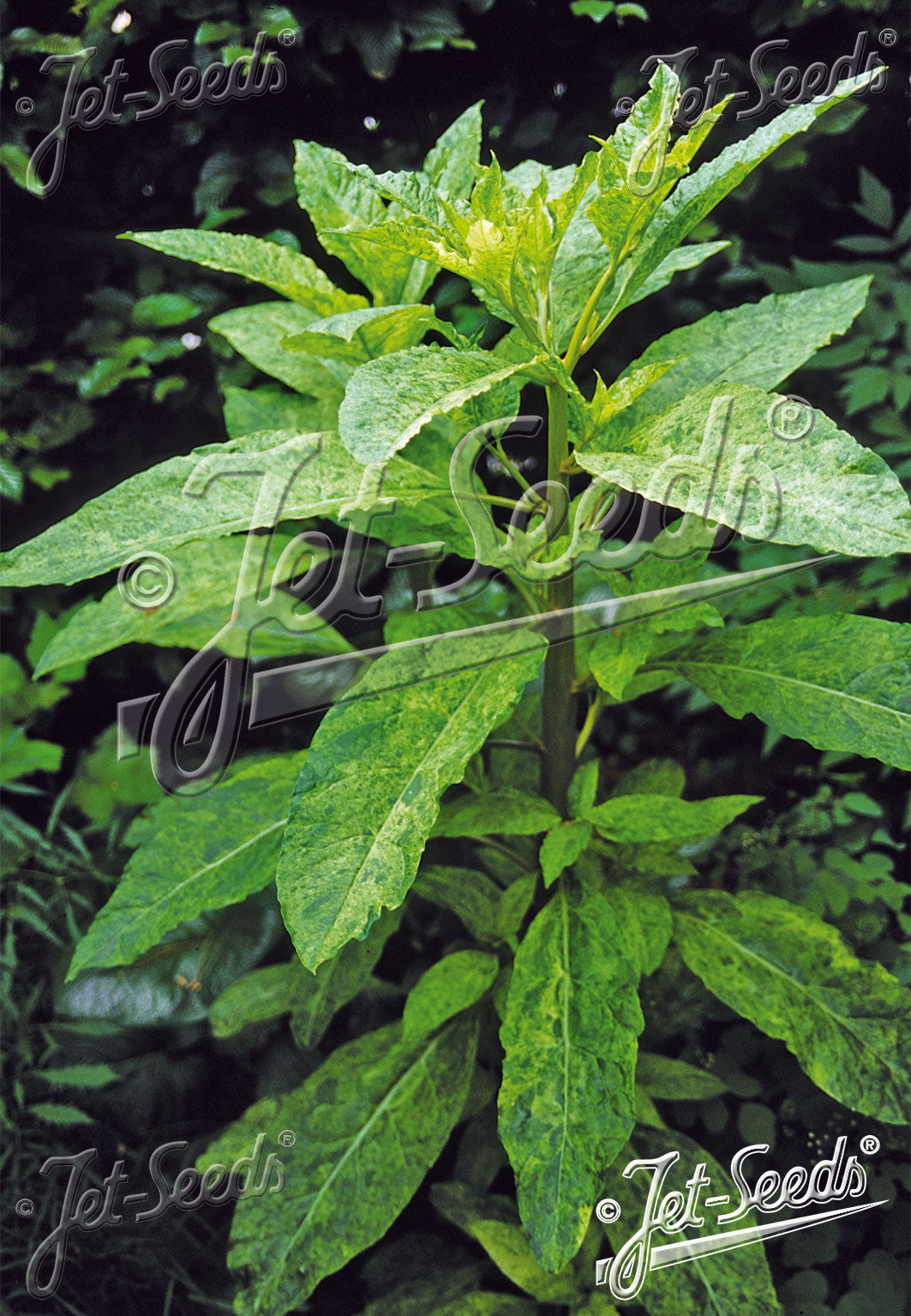 Phytolacca americana &