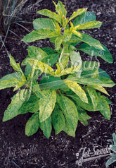 Young plant with variegated green and yellow leaves on a dark soil background, Phytolacca americana &