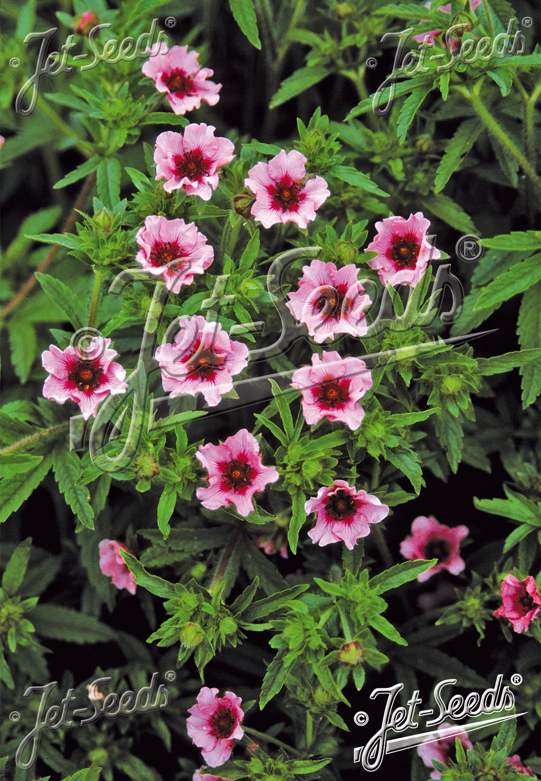 Pink Potentilla nepalensis &