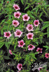 Pink Potentilla nepalensis &