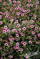 Bright Pink Potentilla nepalensis &