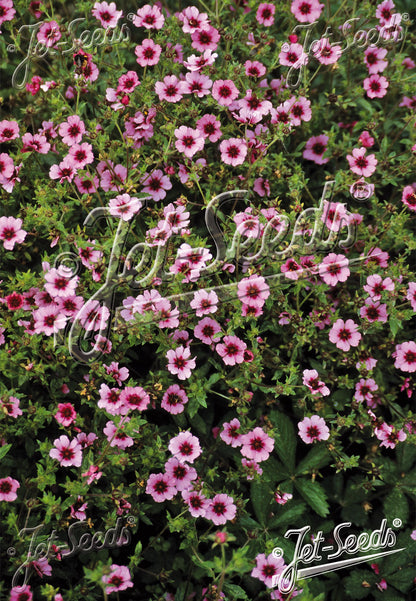 Bright Pink Potentilla nepalensis &