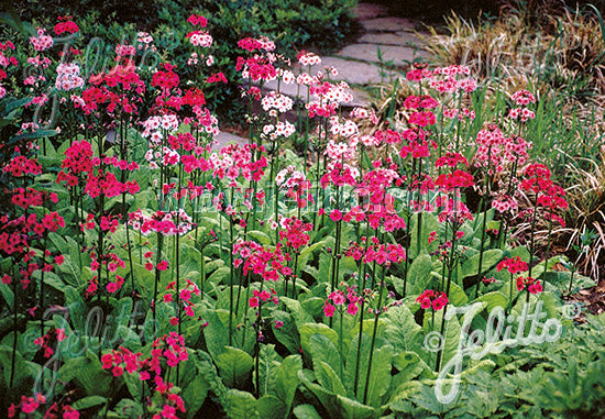 Primula japonica &