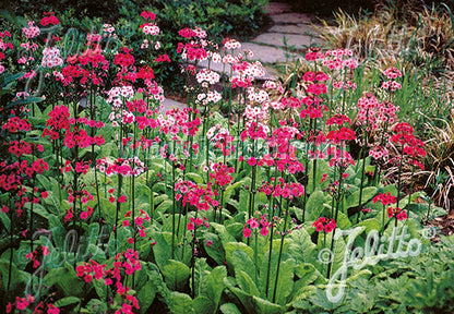 Primula japonica 'Deluxe Mixture'