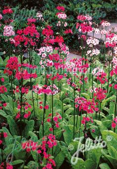 Primula japonica 'Deluxe Mixture'