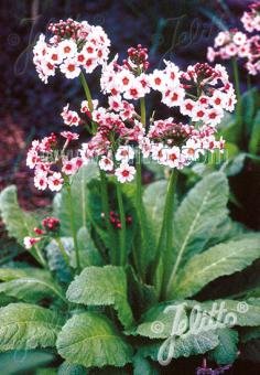 Primula japonica &