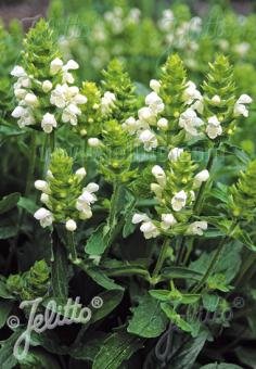 Prunella grandiflora 'Alba'